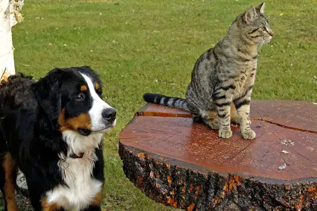 bernese mountain dog και γάτα