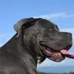 cane corso