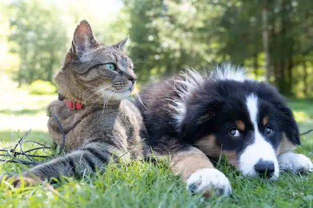 Γάτα και Σκύλος δίπλα-δίπλα σας καλοί φίλοι