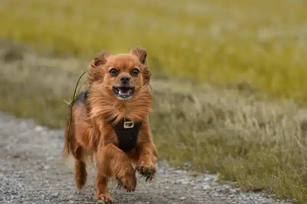 Τσιουάουα (Chihuahua)  τρέχει στην φύση