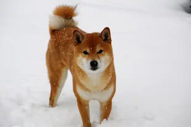 Σκύλος Shiba Inu στο χιόνι