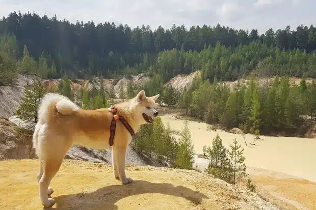 Σκυλος Akita στην Φύση
