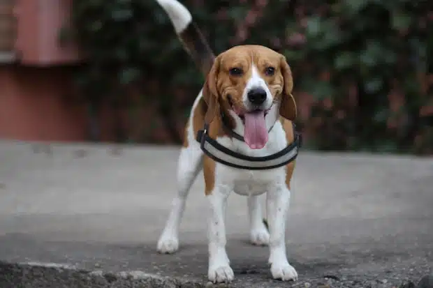 Beagle σκύλος