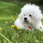 Bichon Frise