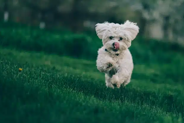 Σκύλος bichon frise που τρέχει