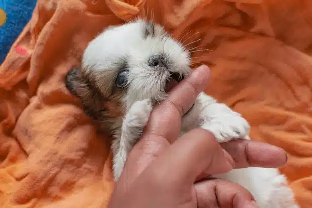 puppy Shih Tzu