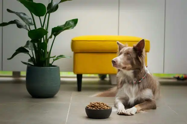 Σκύλος με το φαγητό του μπροστά