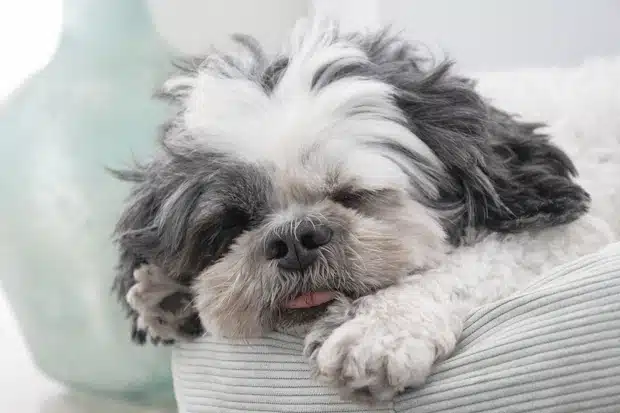 Σκύλος Σιχ Τσου που κοιμάται 