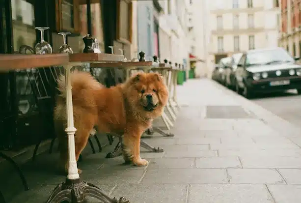 Σκύλος στο δρόμο