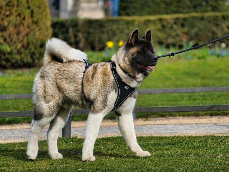 American Akita