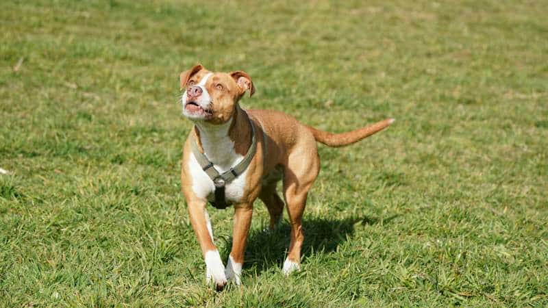 American Pit Bull Terrier - Οι πιο Δυνατές ράτσες σκύλων στον κόσμο