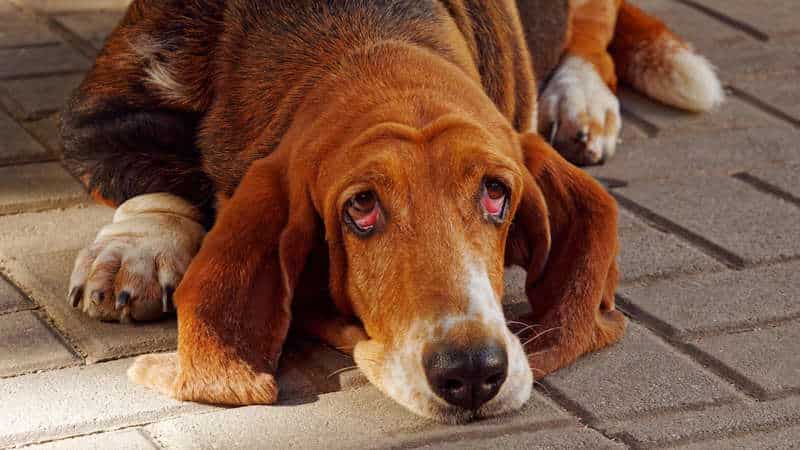 Σκυλί basset hound