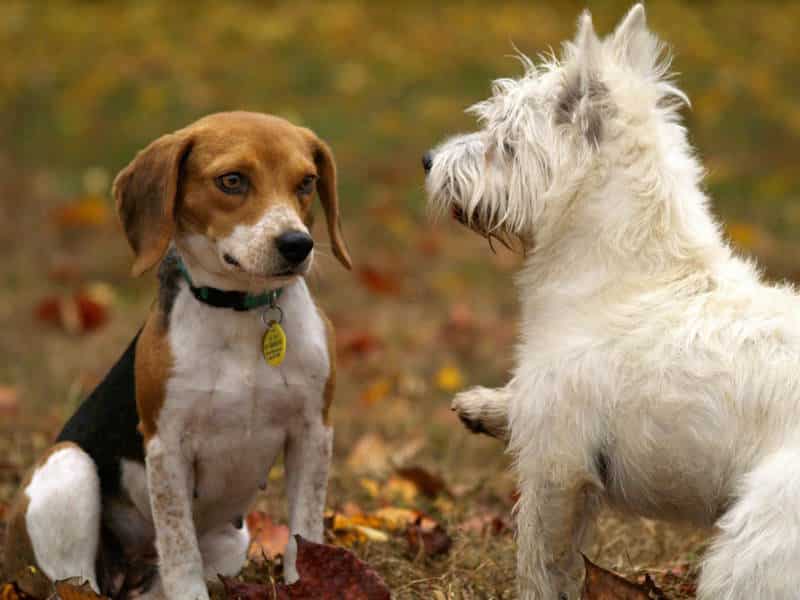 Σκύλος Beagle