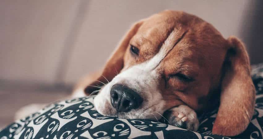 Beagle: Προσδόκιμο ζωής