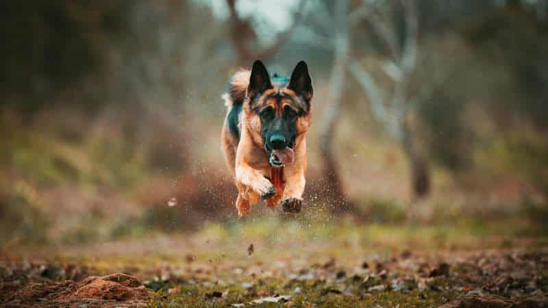 Belgian Malinois