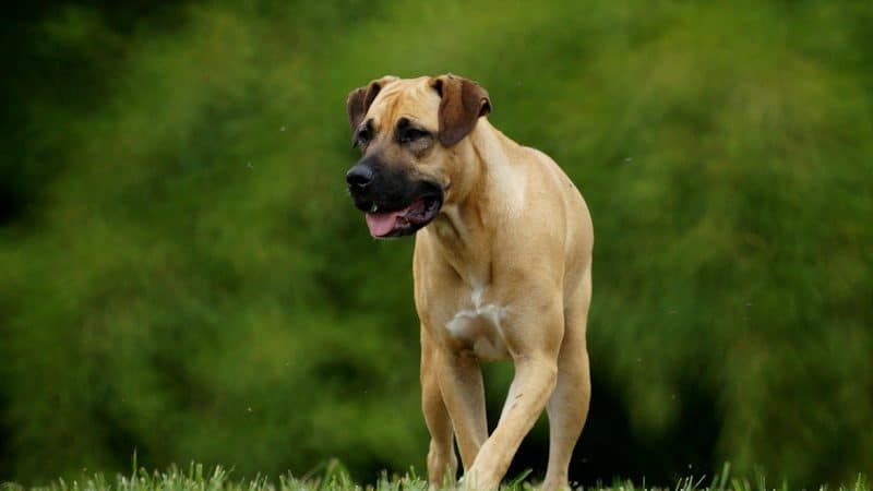 Boerboel - Οι πιο δυνατές ράτσες σκύλων στον κόσμο