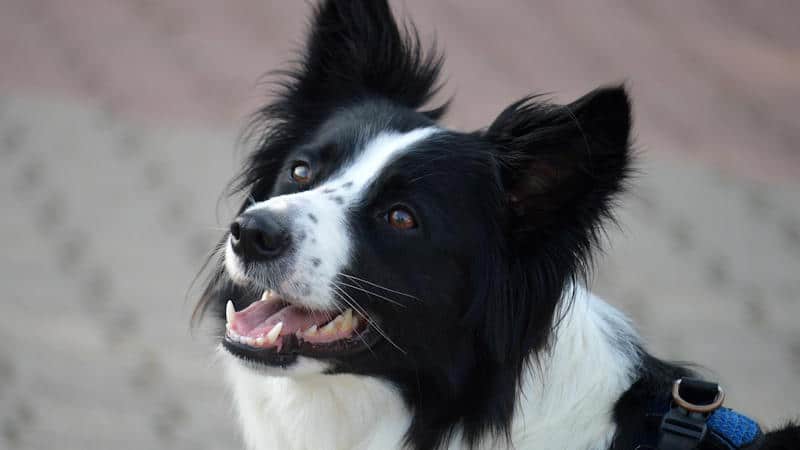 border collie που γαβγίζει