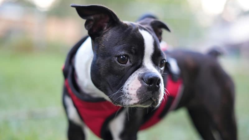 Σκύλος Boston Terrier