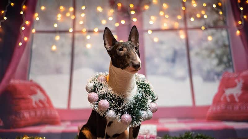 Bull Terrier ντυμένο Χριστουγεννιάτικα