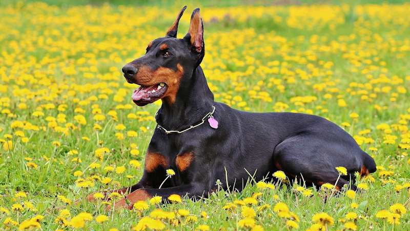 Σκύλος Doberman