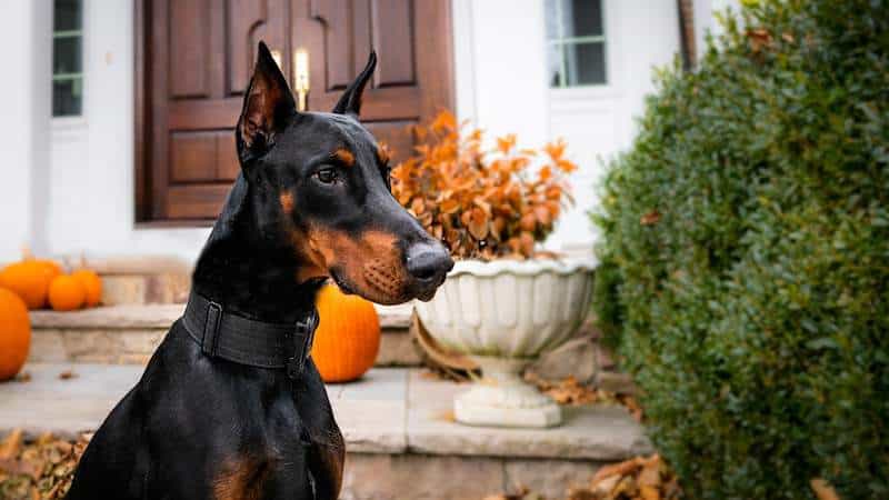 Doberman: Φυσικά χαρακτηριστικά και μέγεθος