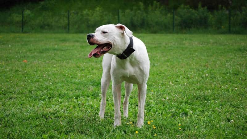 Σκύλος Dogo Argentino