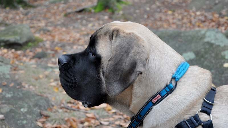 English Mastiff