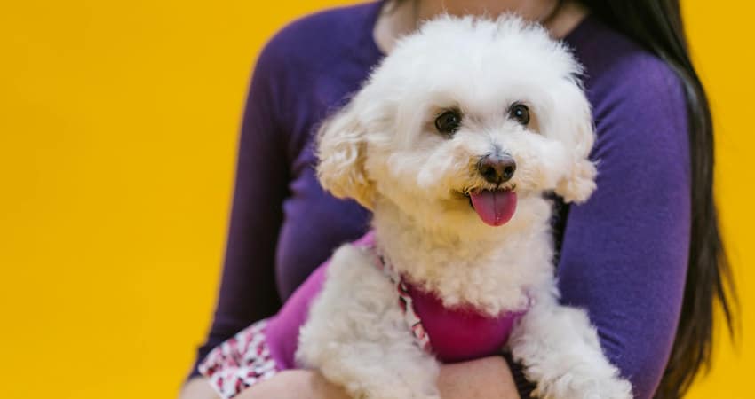 Poodle Toy: Φυσικά χαρακτηριστικά και μέγεθος