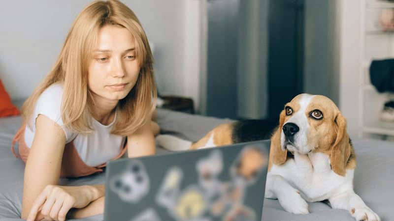 Beagle προσωπικότητα