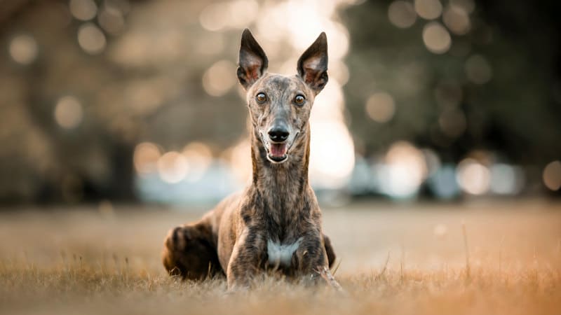 Σκυλί grayhound