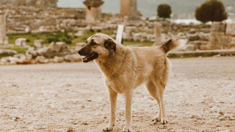 Kangal: Φυσικά χαρακτηριστικά και μέγεθος
