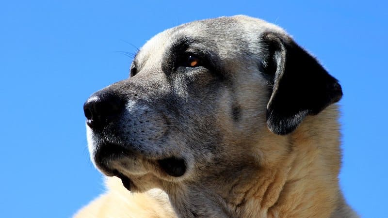 Kangal