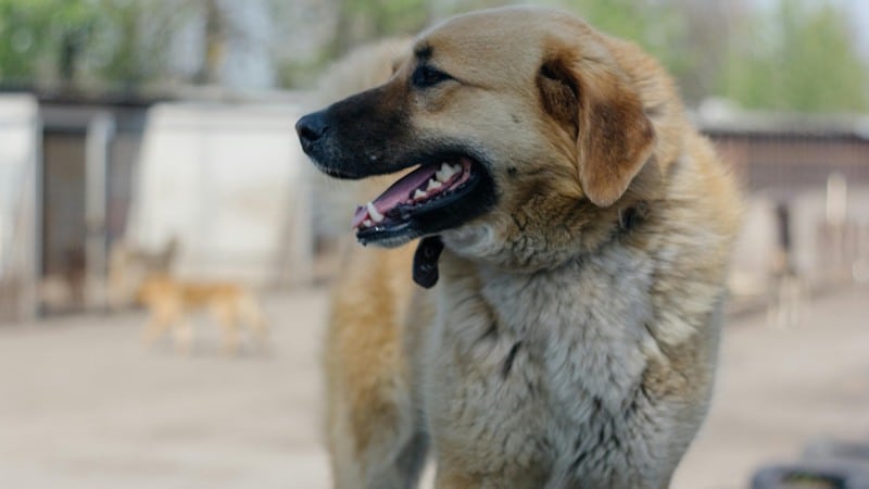 Kangal σκύλος