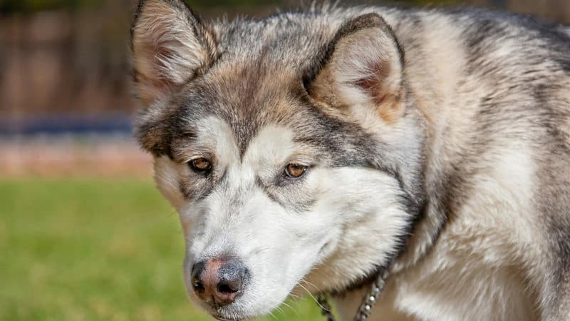 Malamute σκυλί