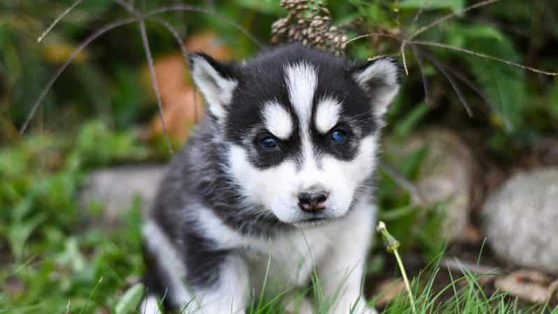Malamute κουτάβι