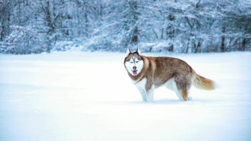 Σκυλί Malamute στο χιόνι