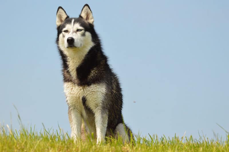 Malamute σκυλί
