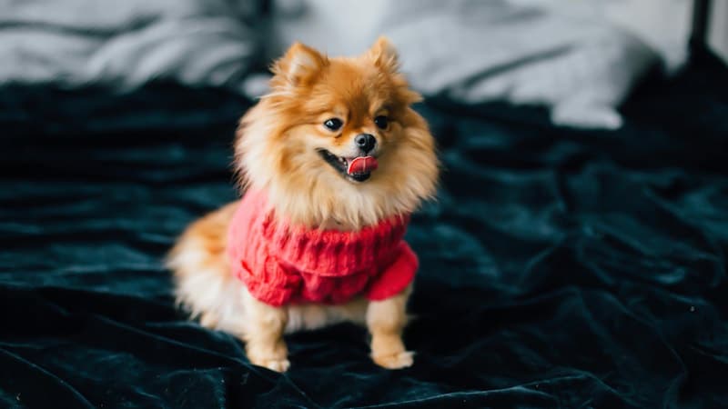 Pomeranian: Φυσικά χαρακτηριστικά και μέγεθος