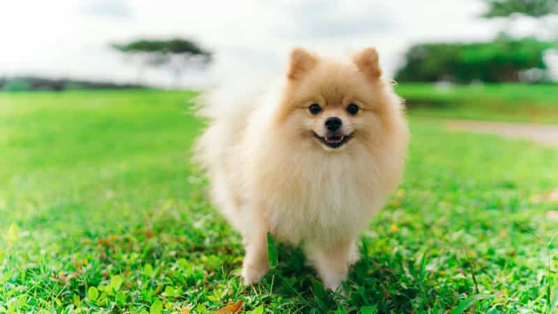 Pomeranian προσωπικότητα
