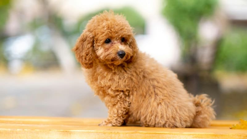 Poodle Toy: Χαρακτήρας, Εκπαίδευση και Προσδόκιμο Ζωής
