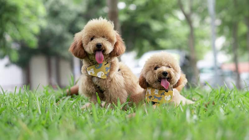 Poodle Toy στην φύση