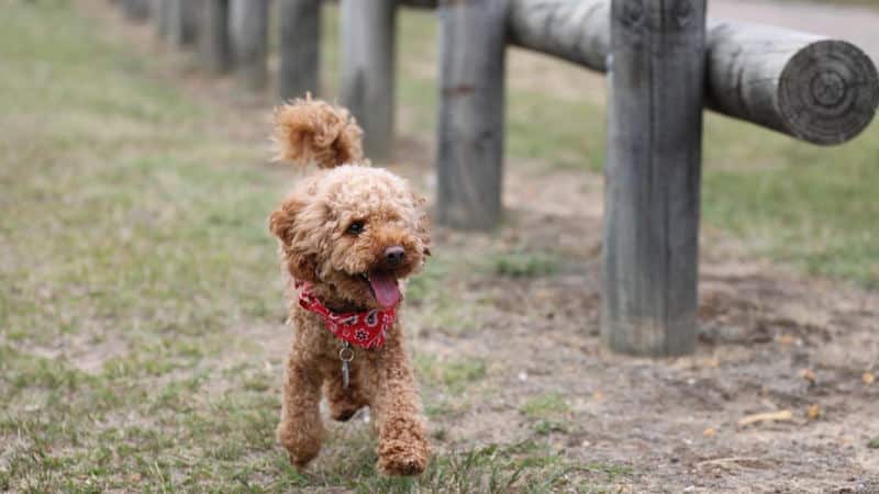Σκύλος Poodle Toy που τρέχει
