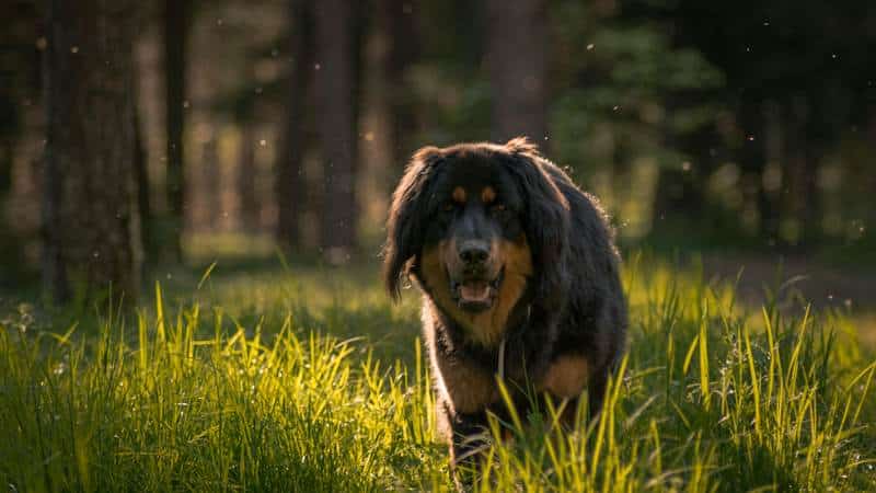 Tibetan Mastiff
