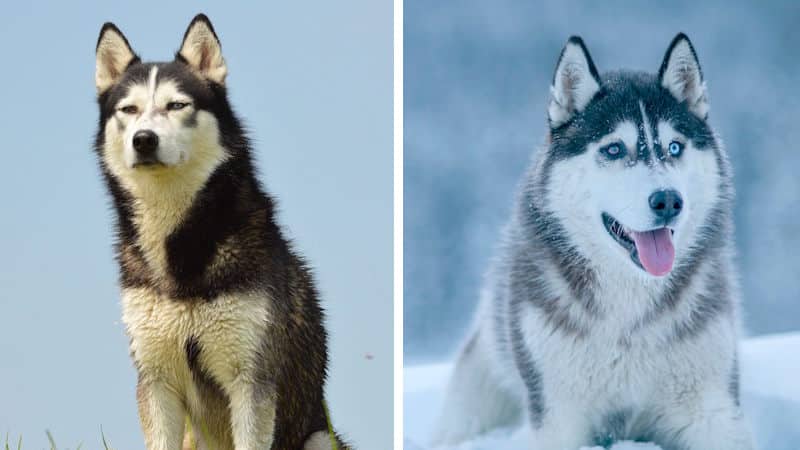 Alaskan Malamute vs Siberian Husky: Ποια είναι η διαφορά;