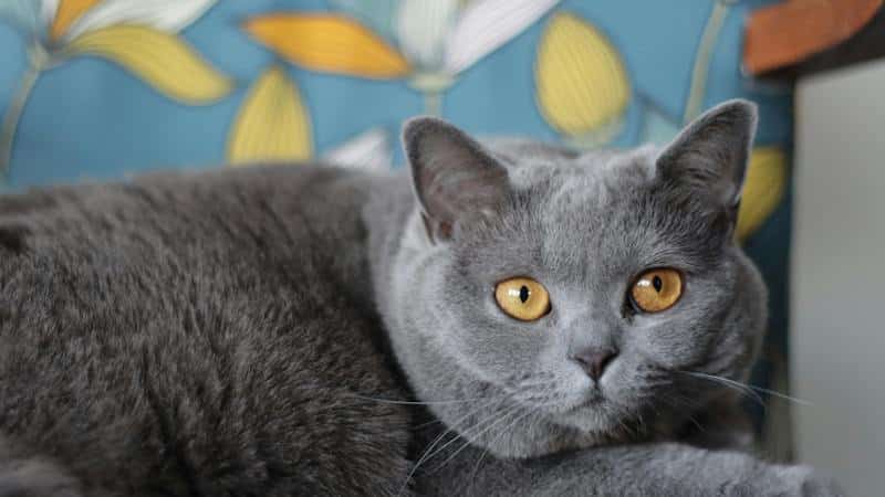 γκρι γάτα british shorthair