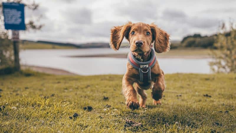 Sporting Dog: Χαρακτηριστικά, ιστορία και σκοπός