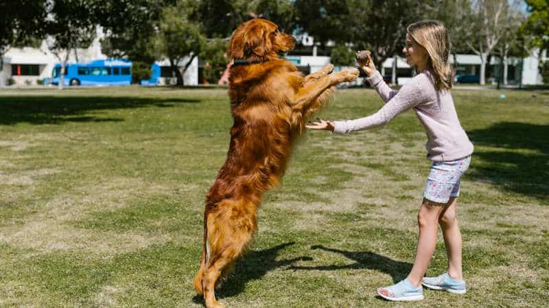 Κορίτσι παίζει με το σκυλί Golden Retriever