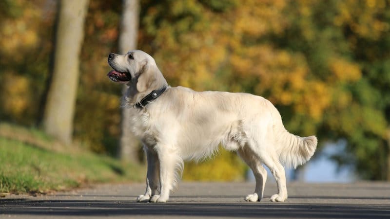 Golden Retriever σε ανοιχτό κρεμ χρώμα