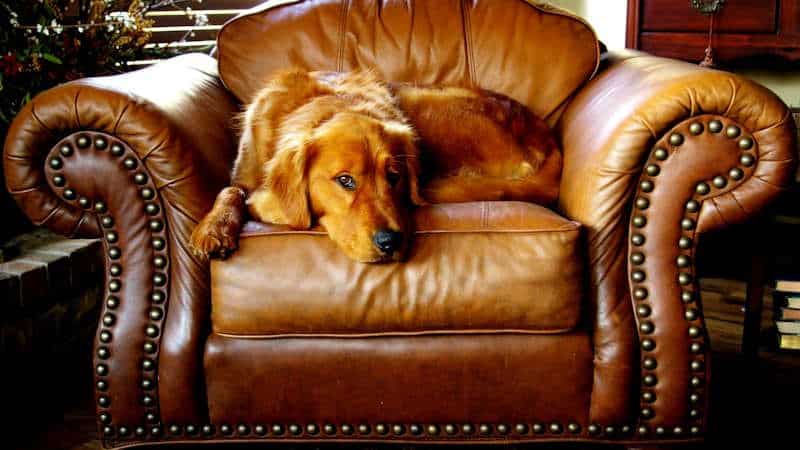 Golden Retriever: Χαρακτήρας, Εκπαίδευση και Προσδόκιμο Ζωής