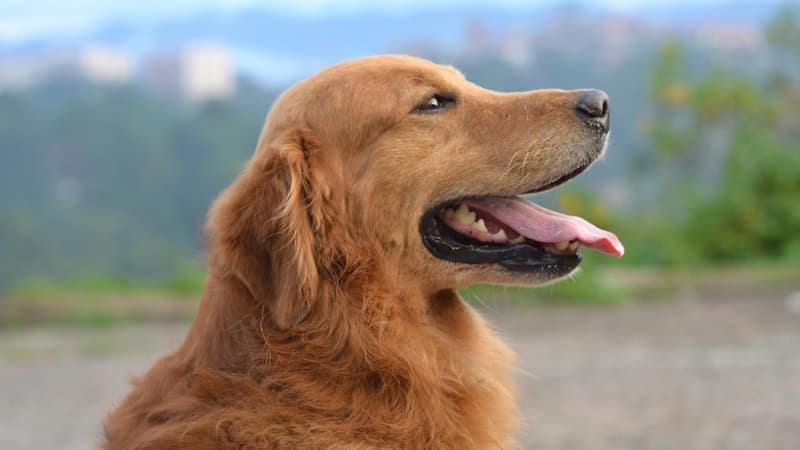 Golden Retriever: Χαρακτήρας, Εκπαίδευση και Προσδόκιμο Ζωής